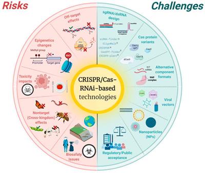 CRISPR/Cas- and Topical RNAi-Based Technologies for Crop Management and Improvement: Reviewing the Risk Assessment and Challenges Towards a More Sustainable Agriculture